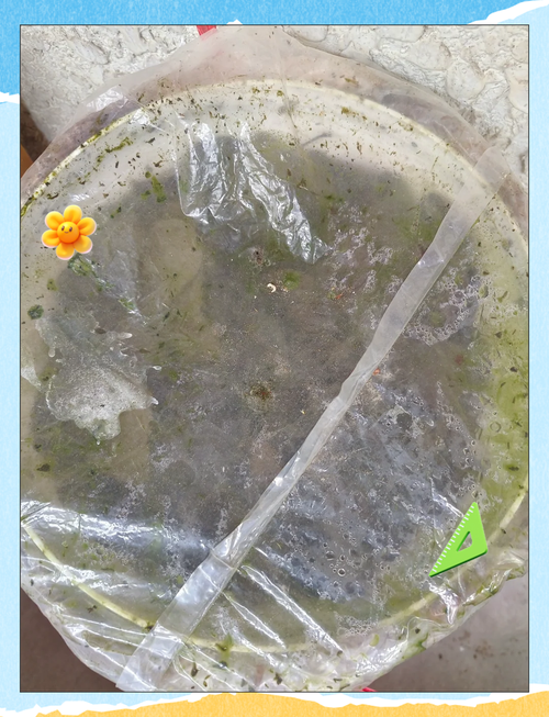 厨余堆肥那次，差点把家炸了