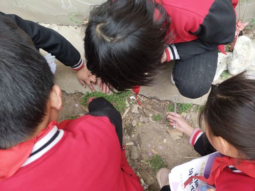 小学生蹲学校花坛观察蚂蚁留下的泥脚印