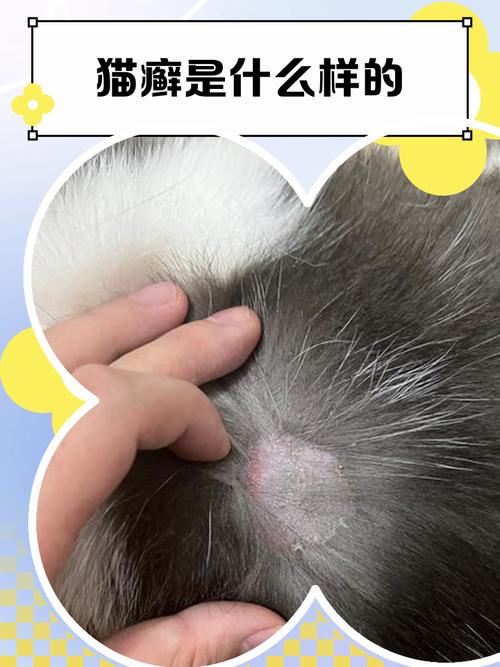 家养猫咪后背猫藓初期症状图