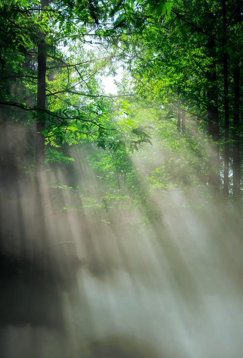 清晨阳光穿透薄雾的林间场景