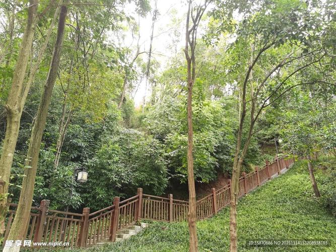 南漳荆山原始森林林间步道