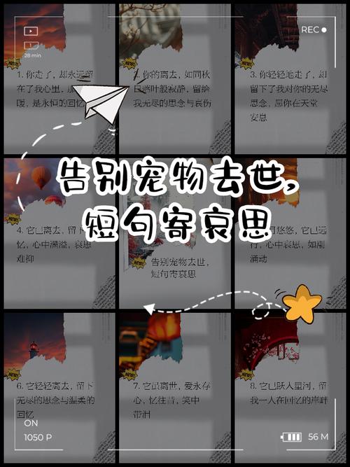 那些送走宠物后，没说出口的遗憾