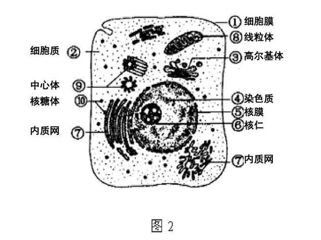 真核细胞不同细胞器形态结构图