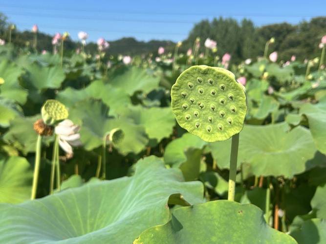 新鲜莲蓬和绿色莲心微距特写