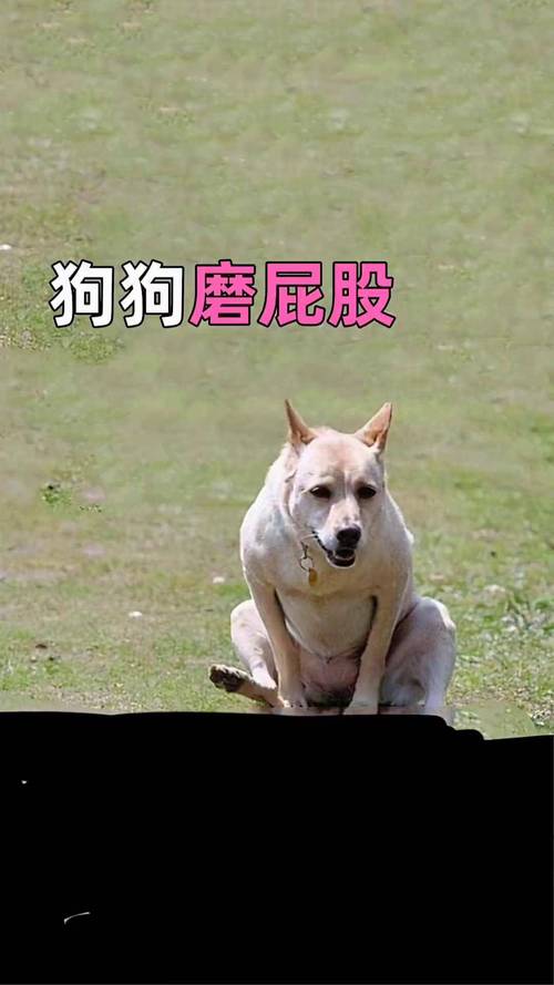 狗狗屁股蹭草地实拍图