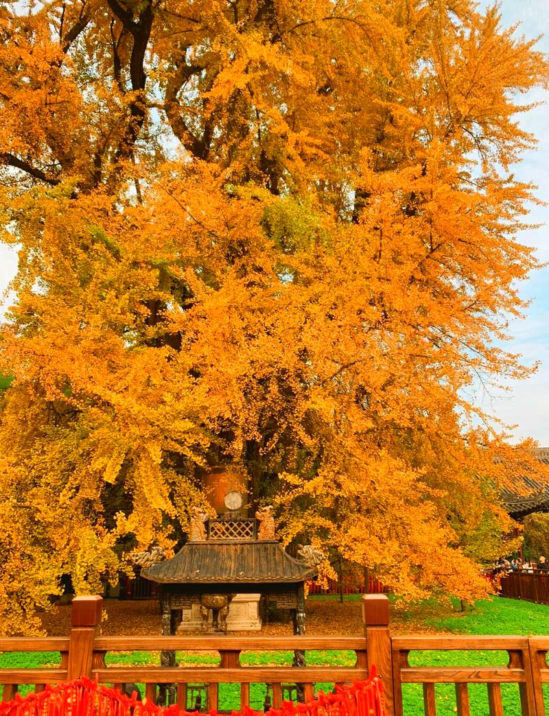 西安终南山古观音禅寺千年古银杏金黄落叶