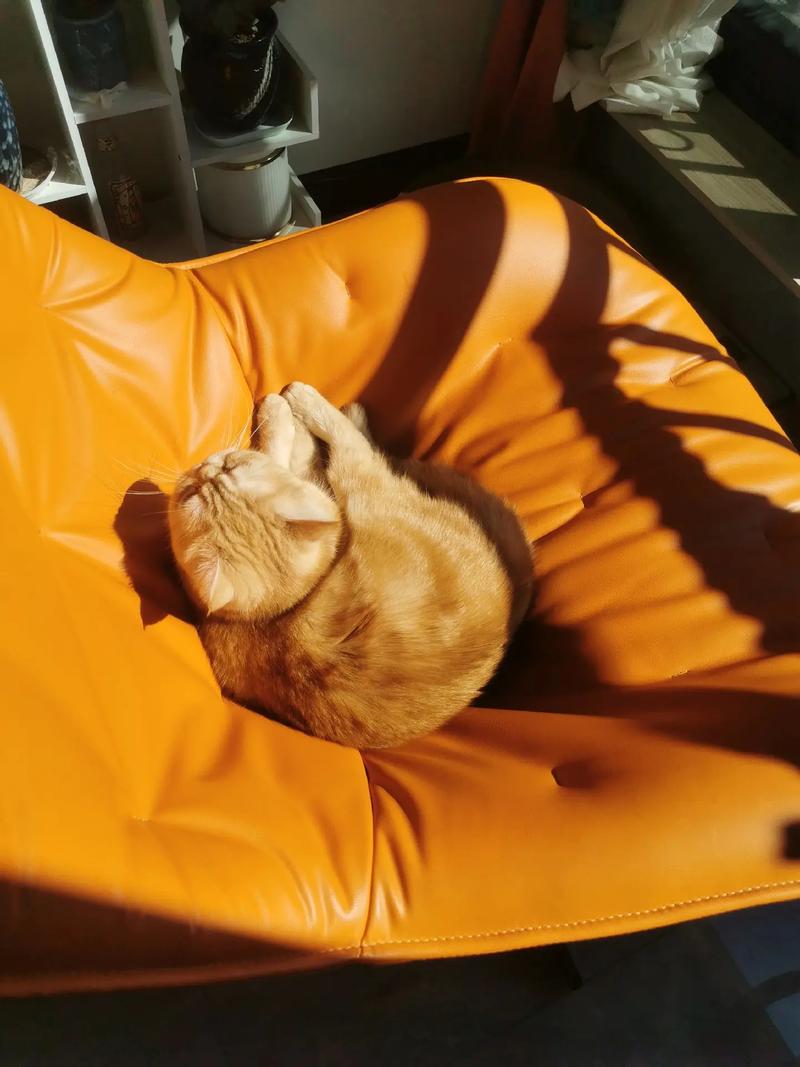 阳光下橘猫蜷在沙发抓痕靠垫上打呼
