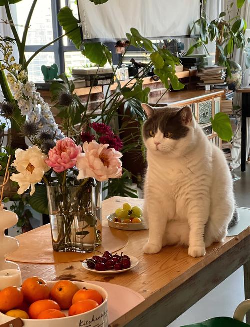 客厅矮茶几上摆的鲜百合与旁边趴卧的橘猫
