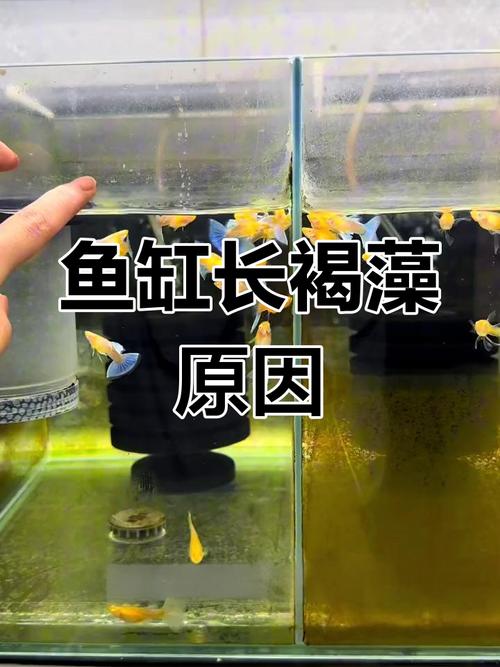 养水草五年,我踩过的坑和意外的惊喜-因为所以