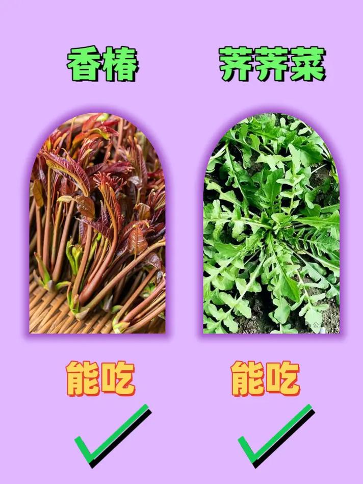 早春香椿芽紫色嫩芽特写