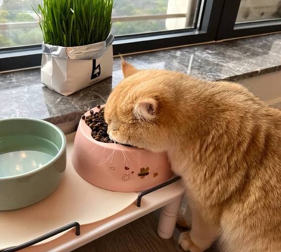 猫咪闻猫粮表情包 宠物喂养