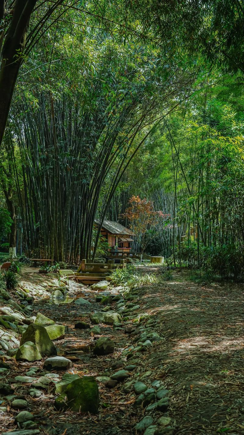 望江楼竹林步道
