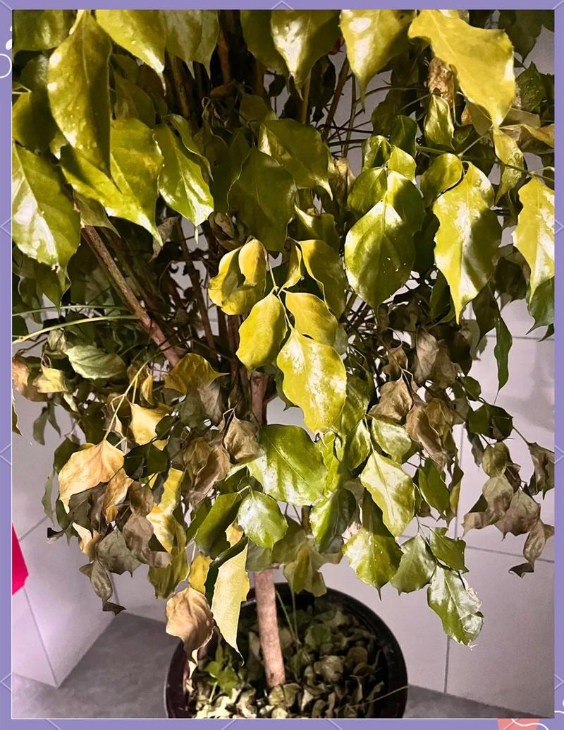 婚庆用绿植:别光图好看,蔫了就是灾难现场