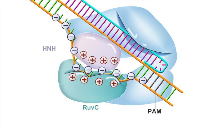 CRISPR-Cas9剪切DNA分子原理示意图