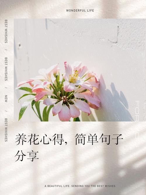 最后,养花是养心情,学会观察