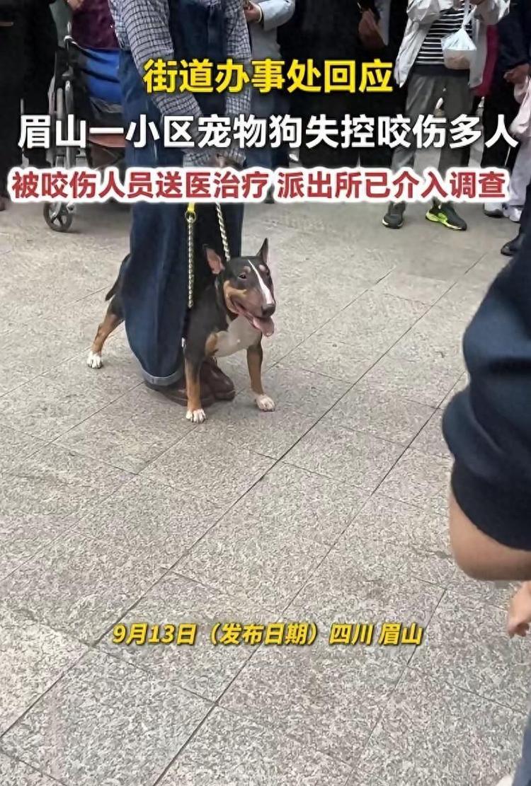 小区未牵绳宠物扑人伤人现场