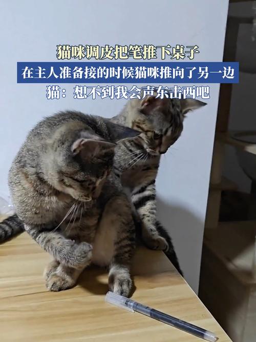 猫咪行为:为什么猫总爱把东西推下桌?-我问答网