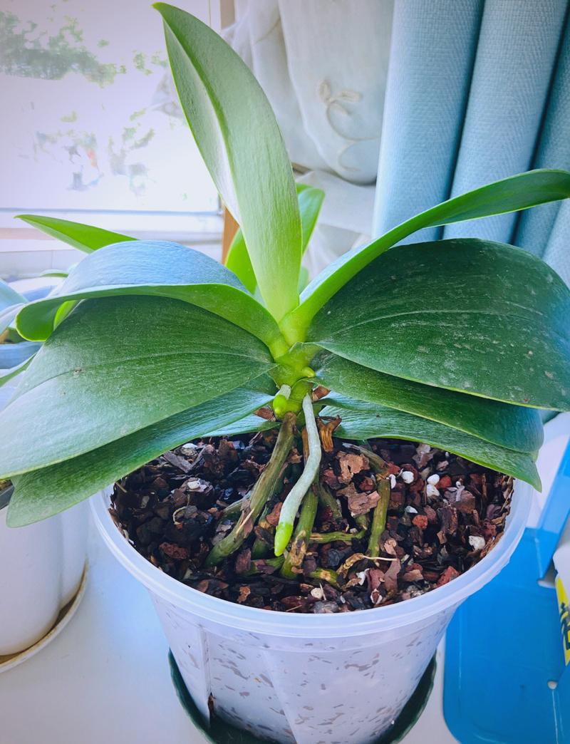 阳台掉光花苞只剩绿叶的蝴蝶兰盆栽