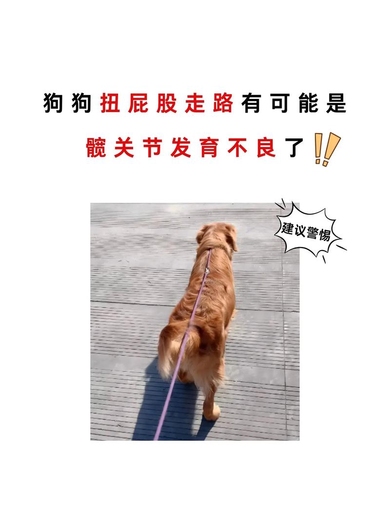 金毛犬髋关节发育不良歪臀走路实拍