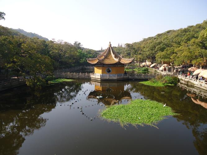 普陀山普济寺海印池夏日荷景