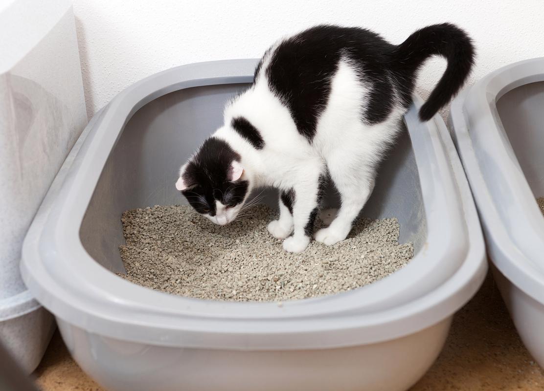 猫咪在猫砂盆旁边憋尿的侧影