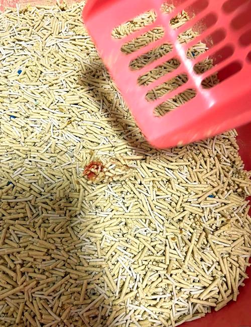猫砂盆中带血尿混合结石颗粒