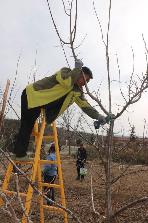 园艺师修剪果树枝条特写