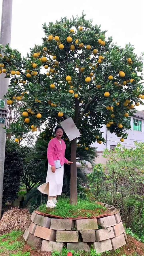 湖北南漳主山寨民宿庭院柚子树