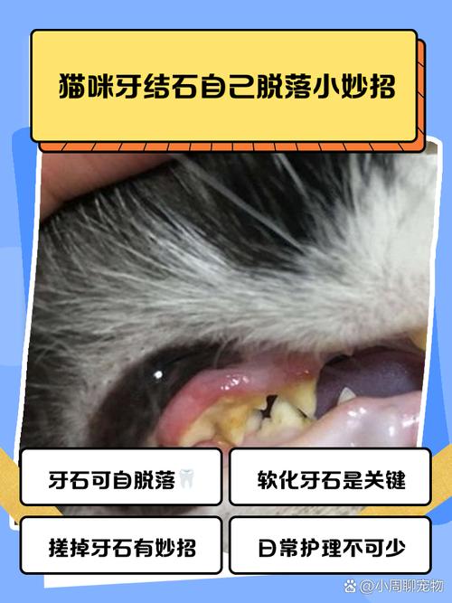 犬猫后槽牙牙结石位置示意图