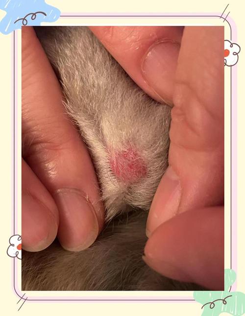 错误笼养导致兔子脚皮炎患处实拍