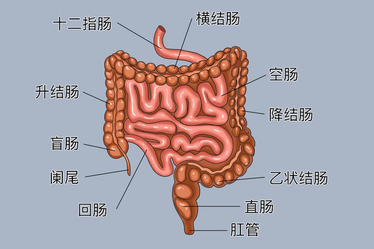 人体腹部大肠走向示意图
