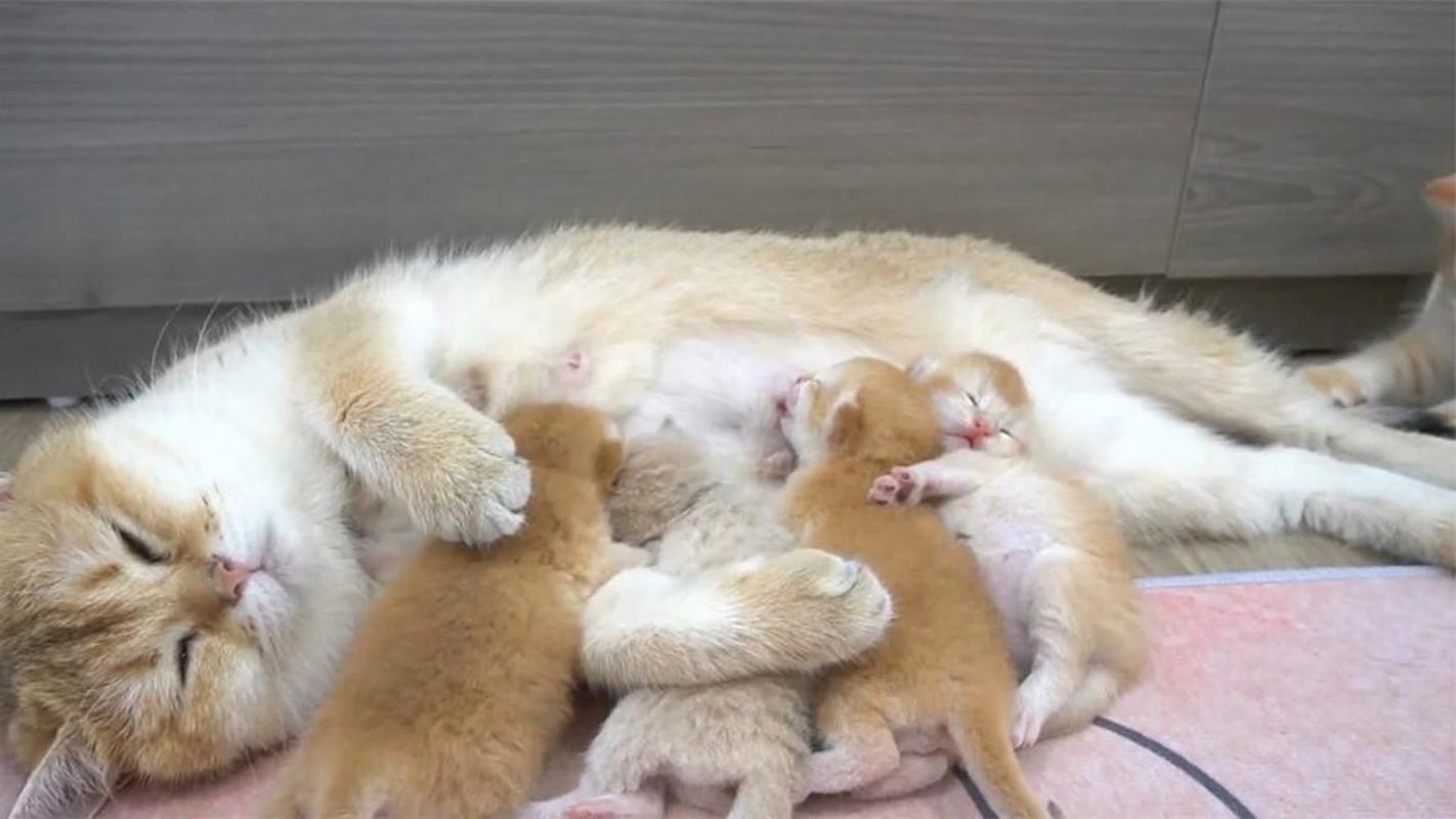家里阳台橘猫给小猫喂奶实拍