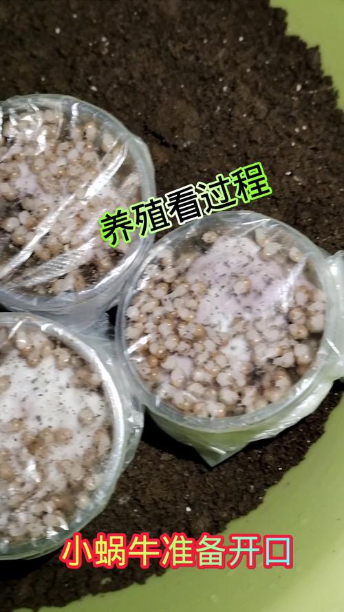智利蜗牛养殖场提取黏液过程实拍