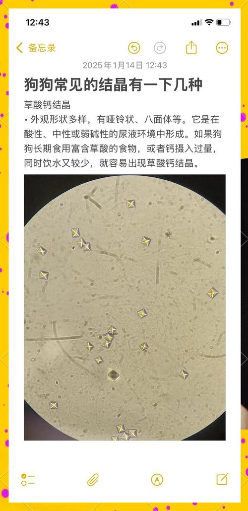 犬猫不同成分尿结石显微对比图