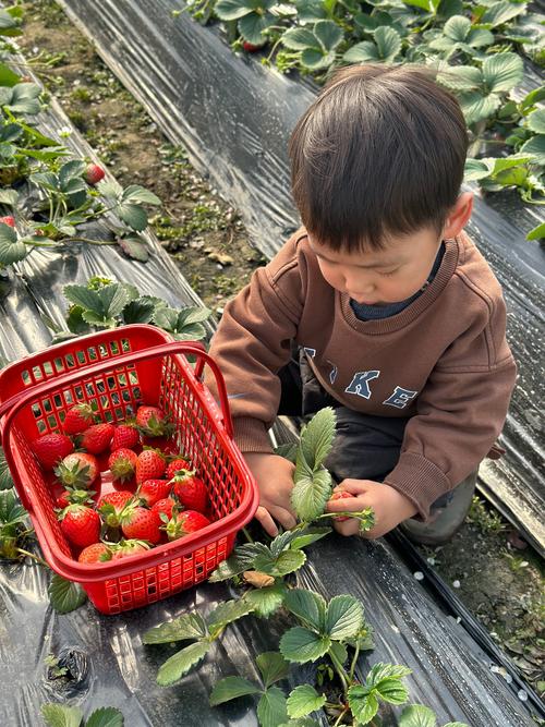 幼儿食育感官盒触摸真实草莓场景