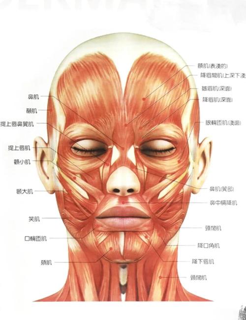 数字人面部实时肌肉模拟单元分层结构图