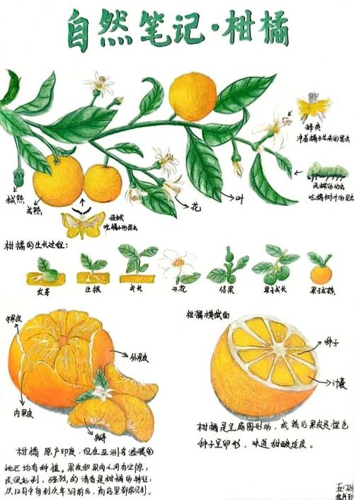 初中生物课学生记录橘子树叶片生长观察笔记