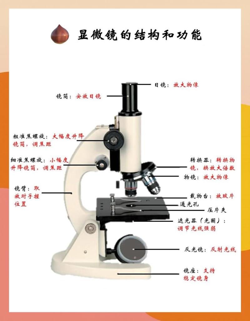 仿生叶脉人工血管显微镜结构图