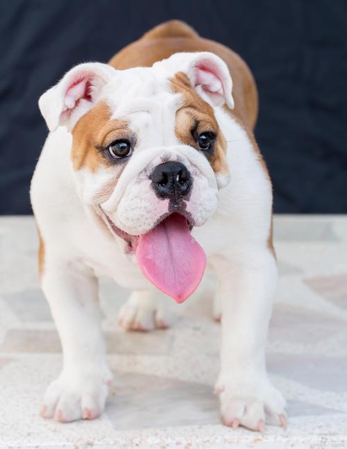主人给英斗犬擦拭面部褶皱