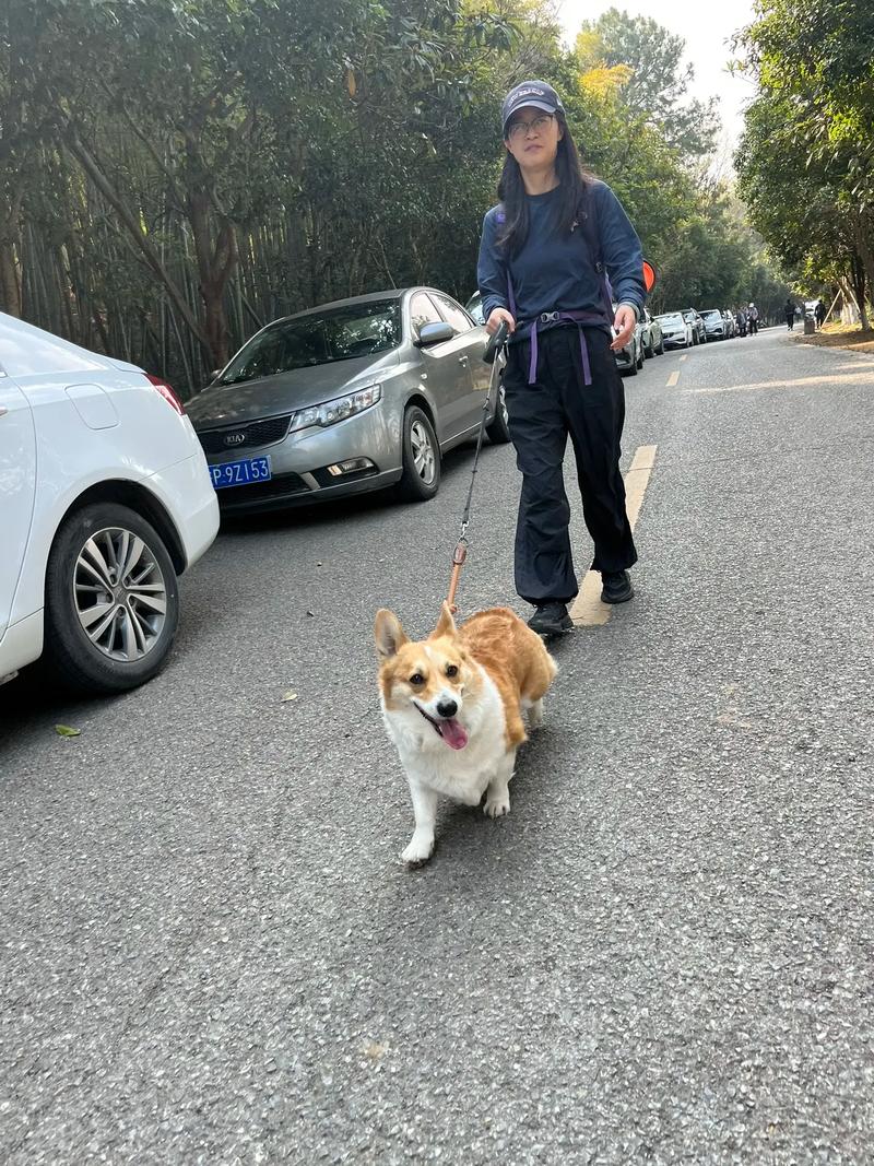 上班族周末做副业代遛狗实拍