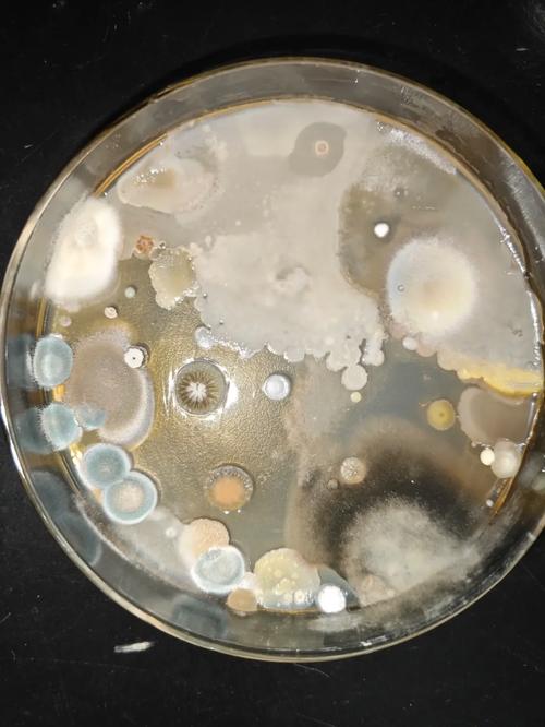 实验室中意外损坏的细胞培养皿实拍