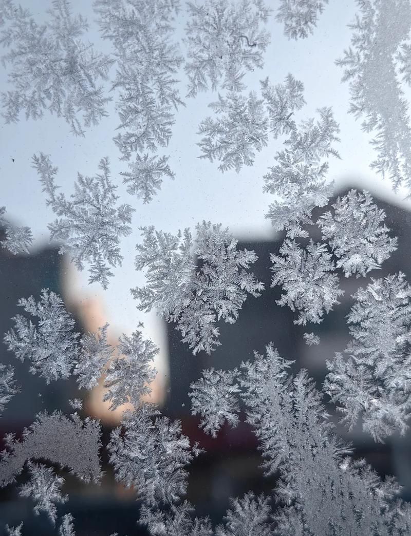 我怀疑霜花有脾气