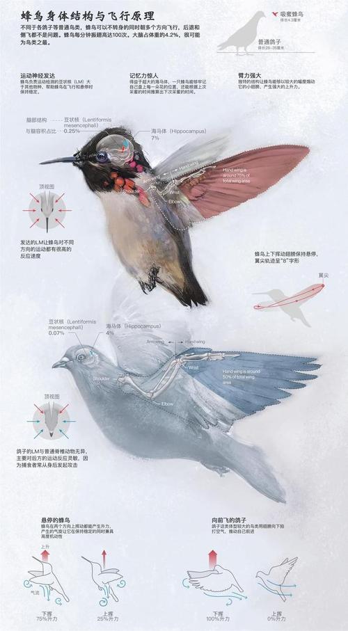 蜂鸟骨架结构解剖图