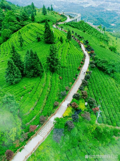 池州历山半坡雨后茶田石阶