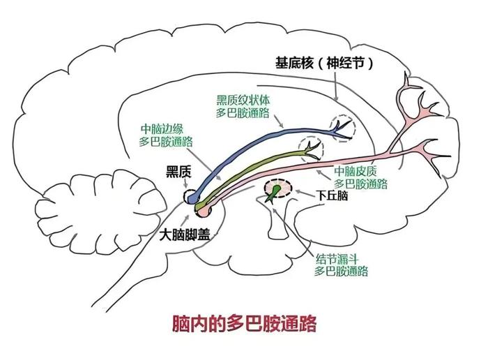 压力转化大脑神经通路重构示意图