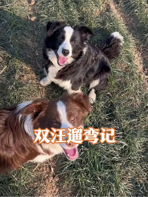 城市小区人行道上被边牧拽得踉跄的主人