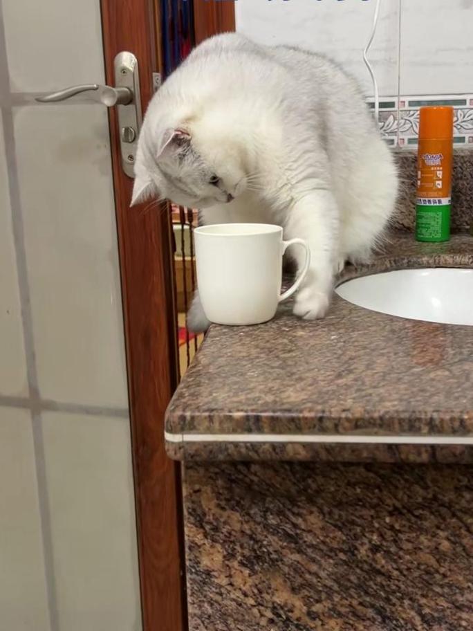 猫咪伸出爪子推桌上的玻璃杯 动作瞬间