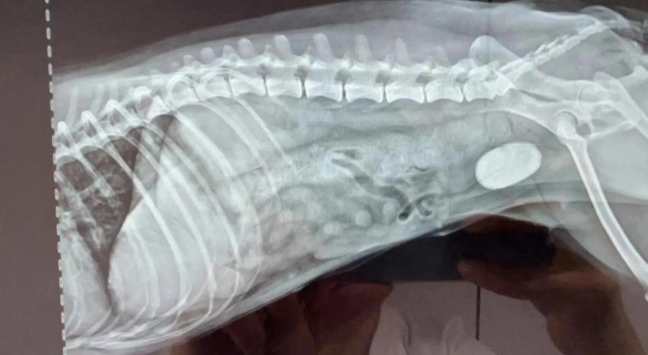 狗狗膀胱结石X光片 带尿道位置标注