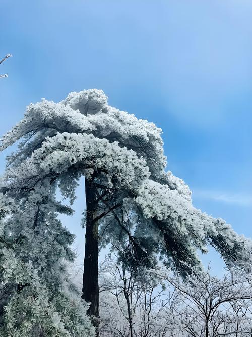 雪后松树枝头悬挂冰凌山林冬日风光