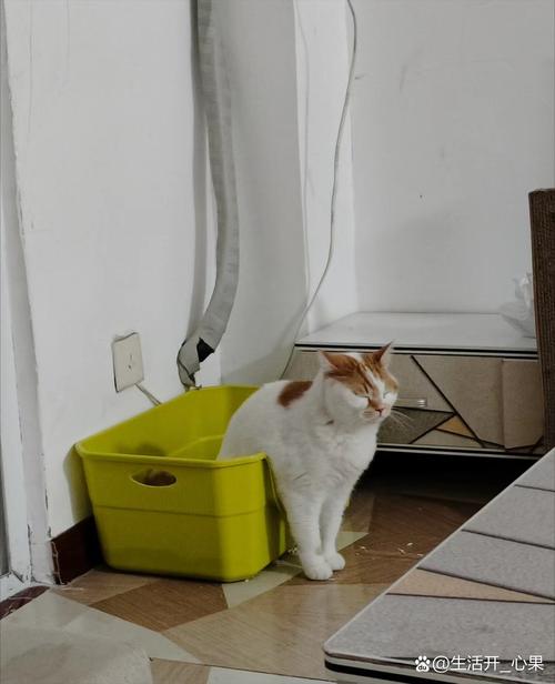 猫蹲猫砂盆排尿困难实拍